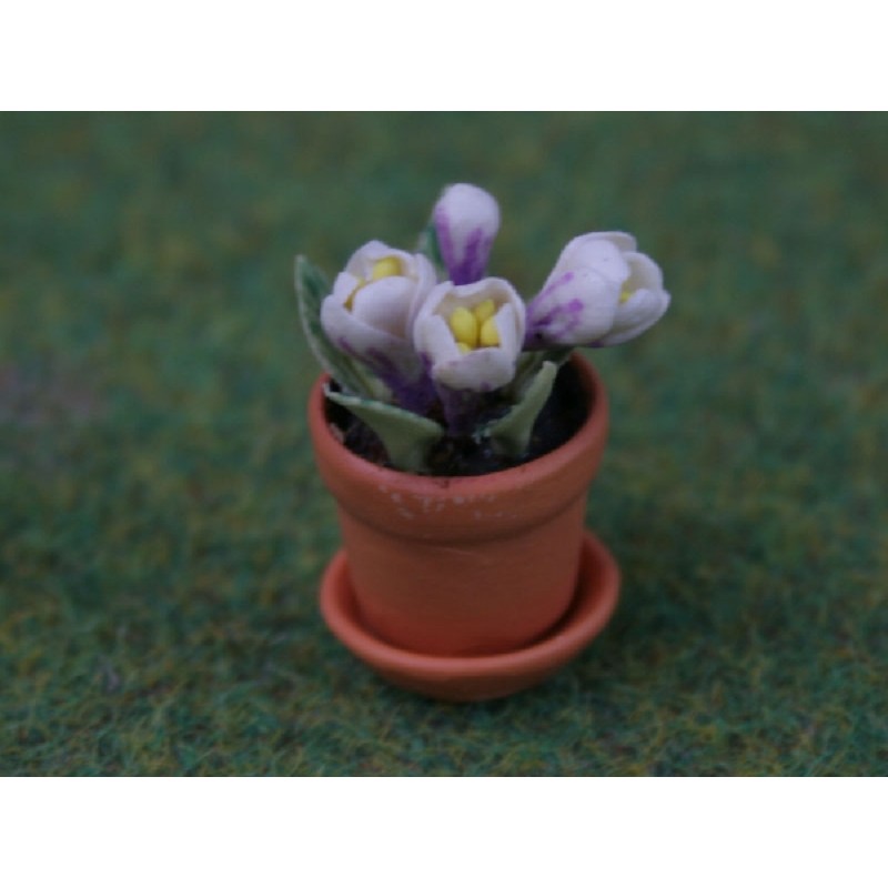 Crocus in a Pot